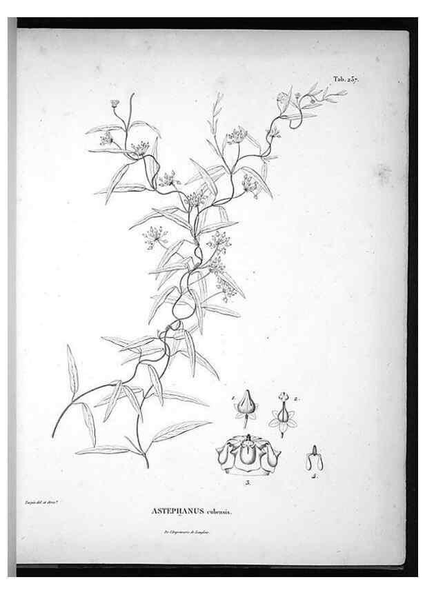 Reproducción/Reproduction 49556463156: Nova genera et species plantarum :. Antverpiae :Ex officina Christophori Plantini ...,1576.. 