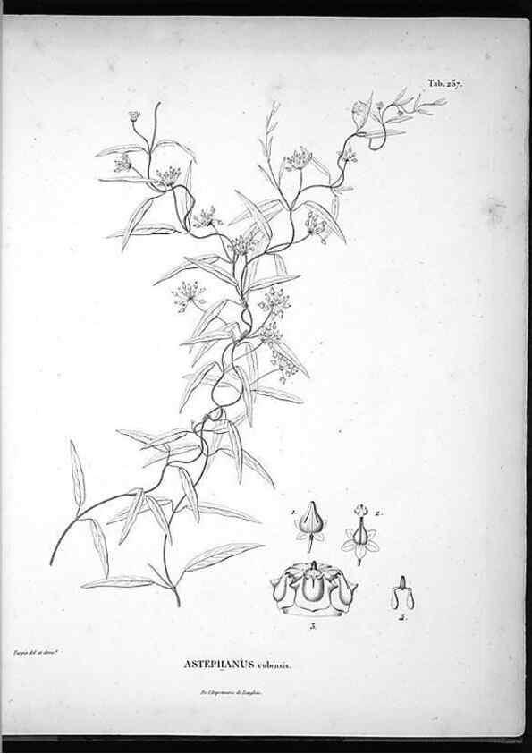 Reproducción/Reproduction 49556463156: Nova genera et species plantarum :. Antverpiae :Ex officina Christophori Plantini ...,1576.. 