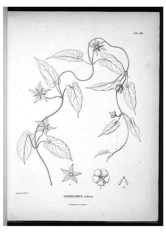Reproducción/Reproduction 49555968508: Nova genera et species plantarum :. Antverpiae :Ex officina Christophori Plantini ...,1576.. 