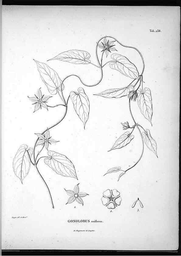 Reproducción/Reproduction 49555968508: Nova genera et species plantarum :. Antverpiae :Ex officina Christophori Plantini ...,1576.. 