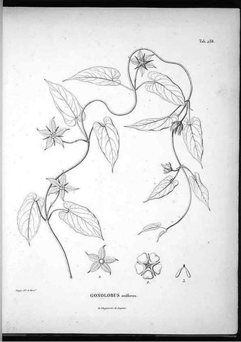 Reproducción/Reproduction 49555968508: Nova genera et species plantarum :. Antverpiae :Ex officina Christophori Plantini ...,1576.. 