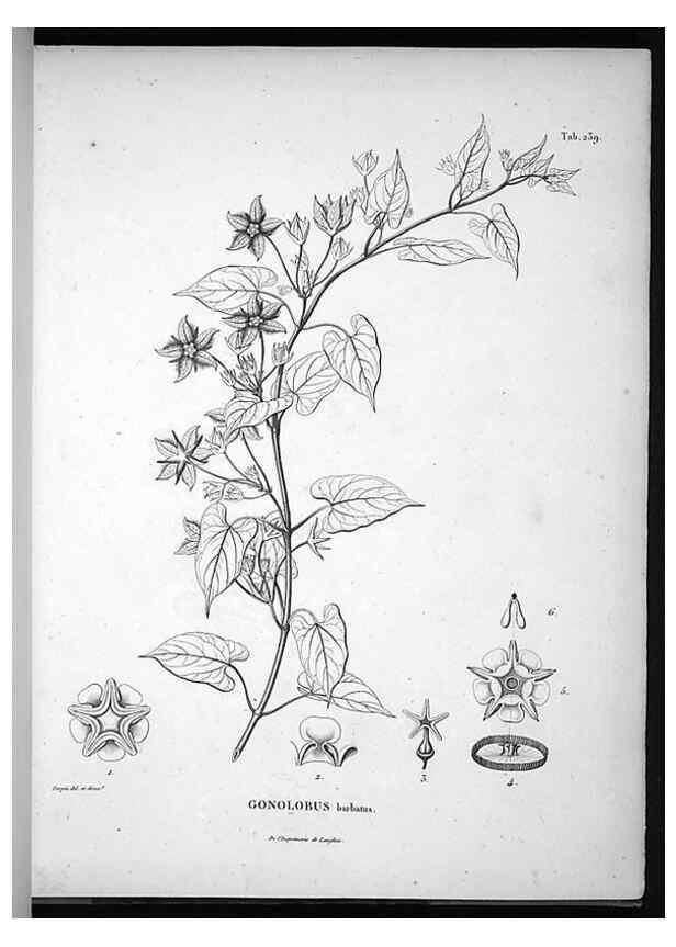 Reproducción/Reproduction 49556700277: Nova genera et species plantarum :. Antverpiae :Ex officina Christophori Plantini ...,1576.. 