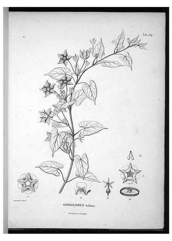 Reproducción/Reproduction 49556700277: Nova genera et species plantarum :. Antverpiae :Ex officina Christophori Plantini ...,1576.. 