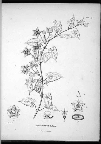 Reproducción/Reproduction 49556700277: Nova genera et species plantarum :. Antverpiae :Ex officina Christophori Plantini ...,1576.. 