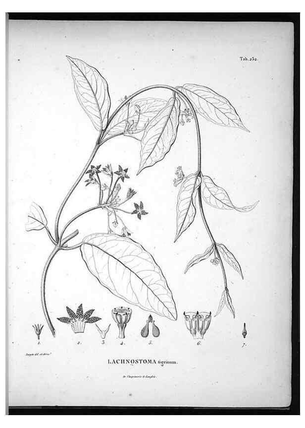 Reproducción/Reproduction 49556698772: Nova genera et species plantarum :. Antverpiae :Ex officina Christophori Plantini ...,1576.. 