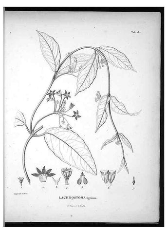 Reproducción/Reproduction 49556698772: Nova genera et species plantarum :. Antverpiae :Ex officina Christophori Plantini ...,1576.. 