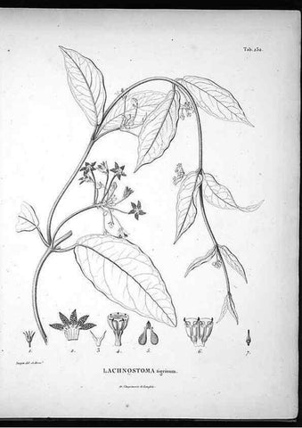 Reproducción/Reproduction 49556698772: Nova genera et species plantarum :. Antverpiae :Ex officina Christophori Plantini ...,1576.. 