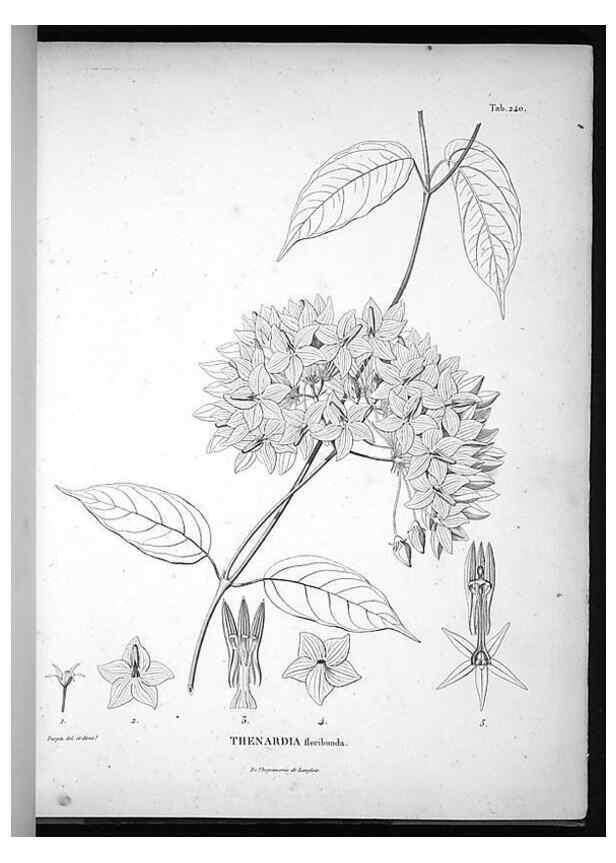 Reproducción/Reproduction 49555968918: Nova genera et species plantarum :. Antverpiae :Ex officina Christophori Plantini ...,1576.. 