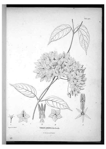 Reproducción/Reproduction 49555968918: Nova genera et species plantarum :. Antverpiae :Ex officina Christophori Plantini ...,1576.. 