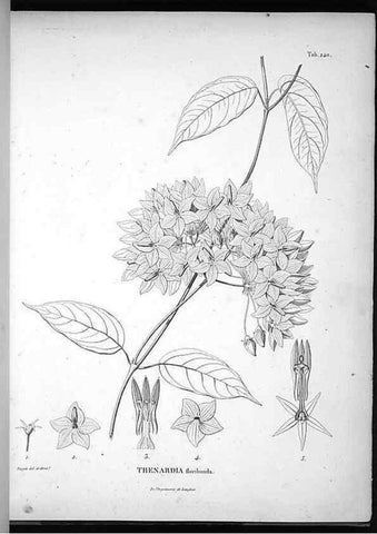Reproducción/Reproduction 49555968918: Nova genera et species plantarum :. Antverpiae :Ex officina Christophori Plantini ...,1576.. 