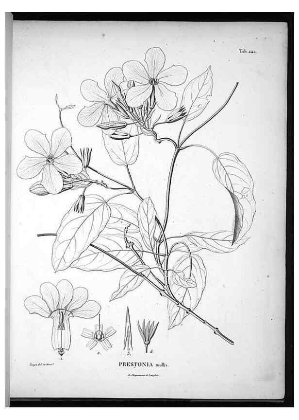 Reproducción/Reproduction 49556464096: Nova genera et species plantarum :. Antverpiae :Ex officina Christophori Plantini ...,1576.. 