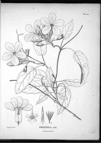 Reproducción/Reproduction 49556464096: Nova genera et species plantarum :. Antverpiae :Ex officina Christophori Plantini ...,1576.. 