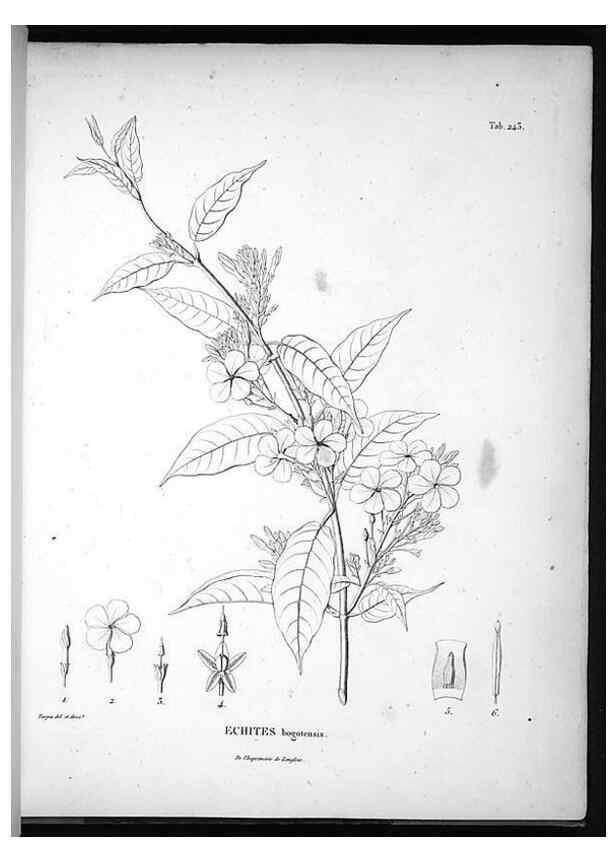 Reproducción/Reproduction 49556464321: Nova genera et species plantarum :. Antverpiae :Ex officina Christophori Plantini ...,1576.. 