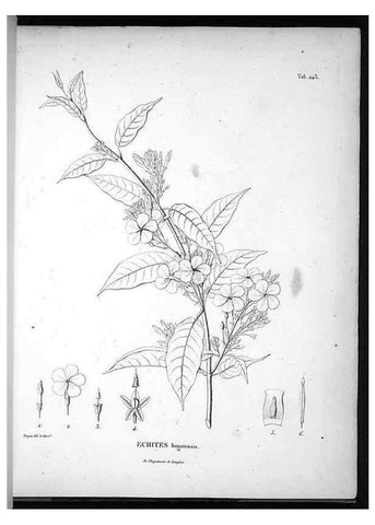 Reproducción/Reproduction 49556464321: Nova genera et species plantarum :. Antverpiae :Ex officina Christophori Plantini ...,1576.. 