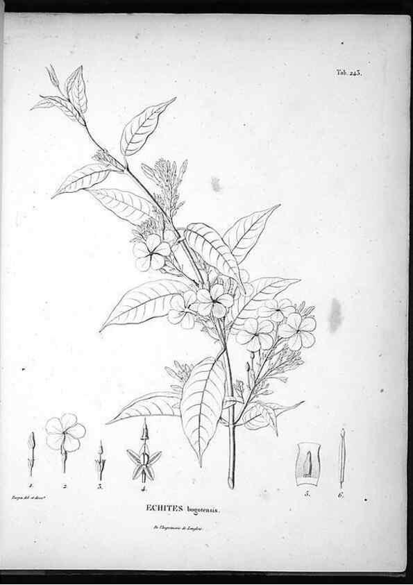 Reproducción/Reproduction 49556464321: Nova genera et species plantarum :. Antverpiae :Ex officina Christophori Plantini ...,1576.. 
