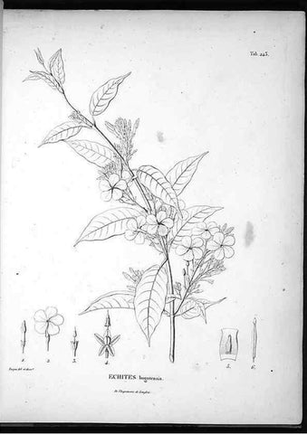 Reproducción/Reproduction 49556464321: Nova genera et species plantarum :. Antverpiae :Ex officina Christophori Plantini ...,1576.. 