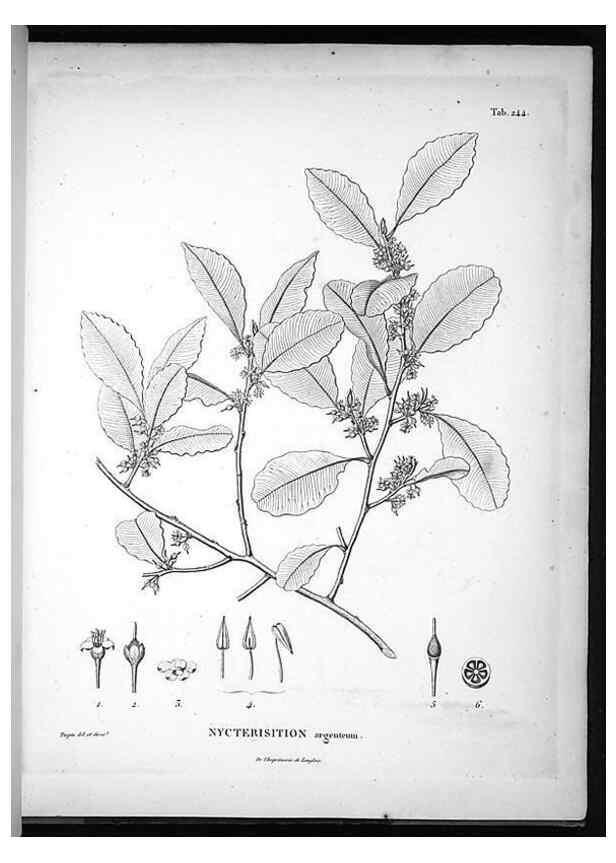 Reproducción/Reproduction 49556464506: Nova genera et species plantarum :. Antverpiae :Ex officina Christophori Plantini ...,1576.. 