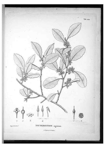 Reproducción/Reproduction 49556464506: Nova genera et species plantarum :. Antverpiae :Ex officina Christophori Plantini ...,1576.. 
