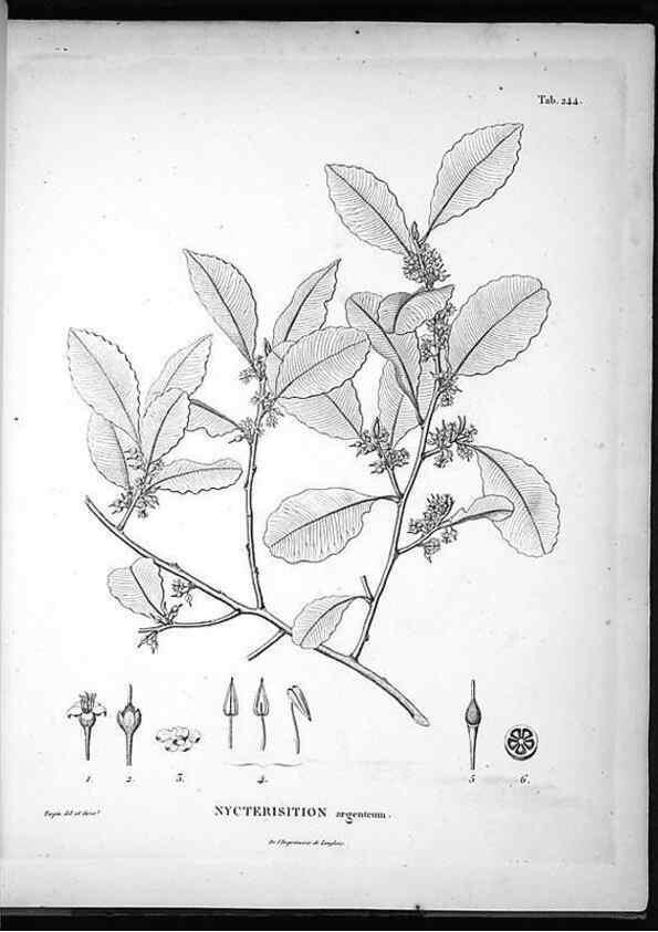 Reproducción/Reproduction 49556464506: Nova genera et species plantarum :. Antverpiae :Ex officina Christophori Plantini ...,1576.. 