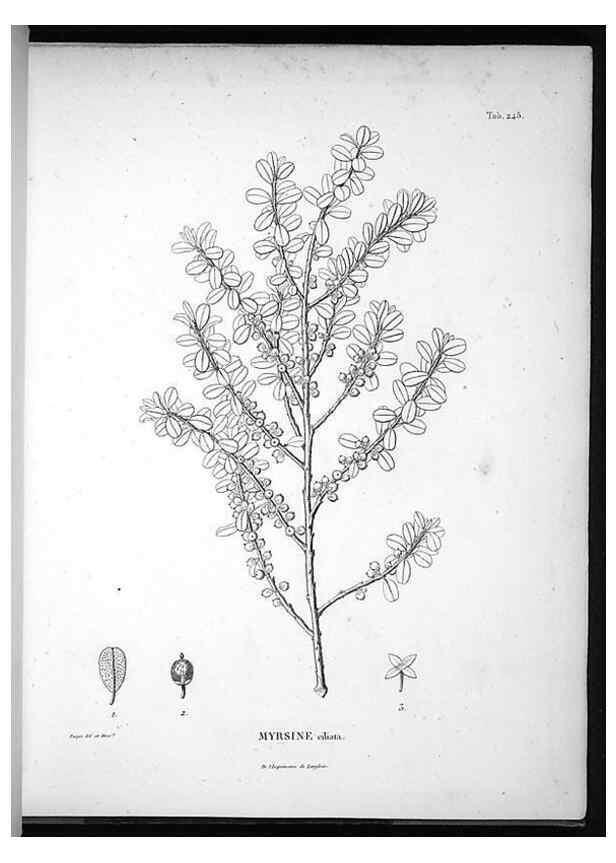 Reproducción/Reproduction 49556464721: Nova genera et species plantarum :. Antverpiae :Ex officina Christophori Plantini ...,1576.. 