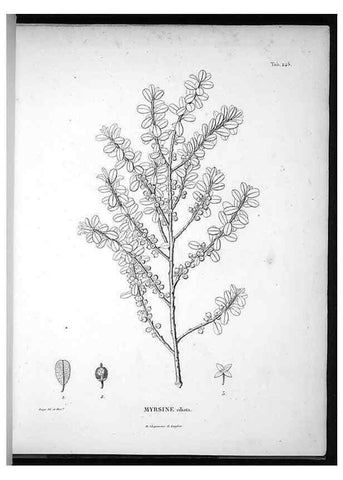 Reproducción/Reproduction 49556464721: Nova genera et species plantarum :. Antverpiae :Ex officina Christophori Plantini ...,1576.. 