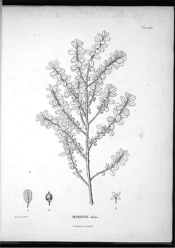 Reproducción/Reproduction 49556464721: Nova genera et species plantarum :. Antverpiae :Ex officina Christophori Plantini ...,1576.. 