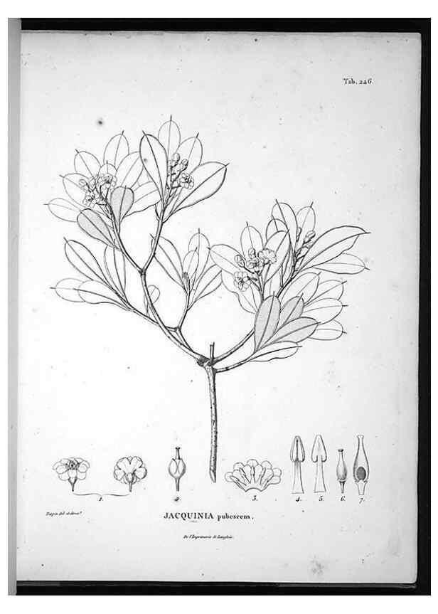 Reproducción/Reproduction 49555970033: Nova genera et species plantarum :. Antverpiae :Ex officina Christophori Plantini ...,1576.. 