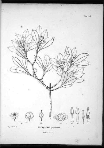 Reproducción/Reproduction 49555970033: Nova genera et species plantarum :. Antverpiae :Ex officina Christophori Plantini ...,1576.. 