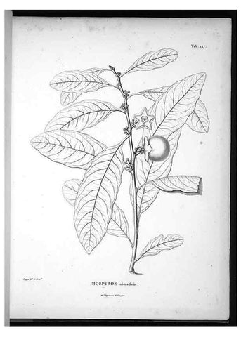 Reproducción/Reproduction 49556701837: Nova genera et species plantarum :. Antverpiae :Ex officina Christophori Plantini ...,1576.. 