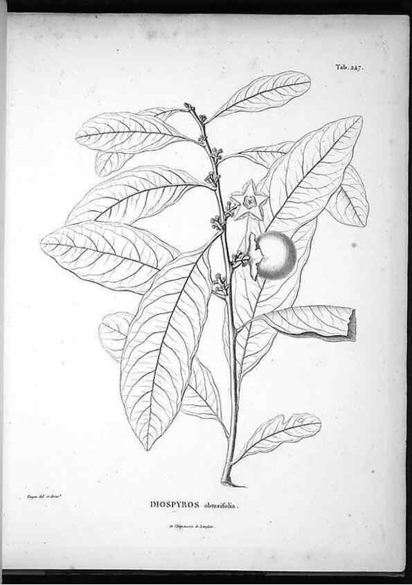 Reproducción/Reproduction 49556701837: Nova genera et species plantarum :. Antverpiae :Ex officina Christophori Plantini ...,1576.. 