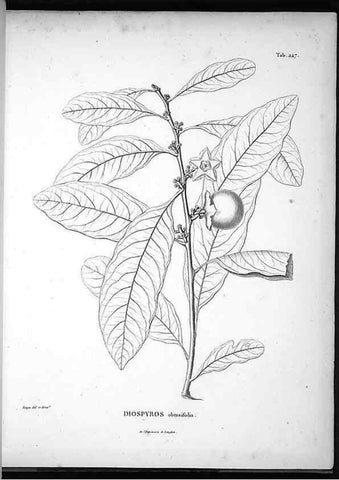Reproducción/Reproduction 49556701837: Nova genera et species plantarum :. Antverpiae :Ex officina Christophori Plantini ...,1576.. 