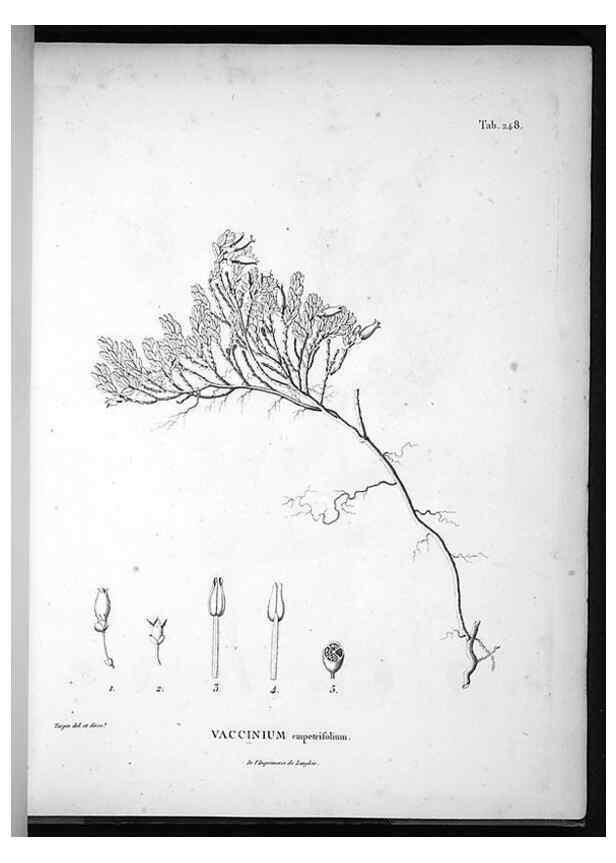 Reproducción/Reproduction 49556465226: Nova genera et species plantarum :. Antverpiae :Ex officina Christophori Plantini ...,1576.. 