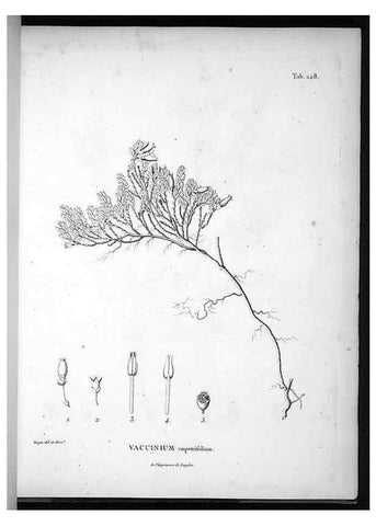 Reproducción/Reproduction 49556465226: Nova genera et species plantarum :. Antverpiae :Ex officina Christophori Plantini ...,1576.. 