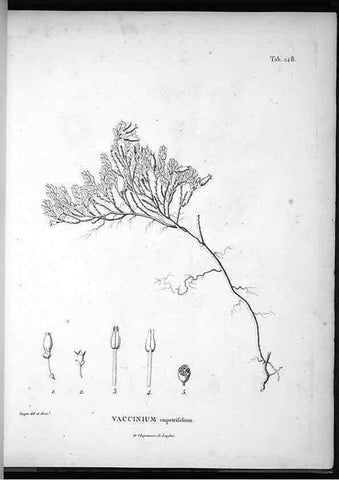 Reproducción/Reproduction 49556465226: Nova genera et species plantarum :. Antverpiae :Ex officina Christophori Plantini ...,1576.. 
