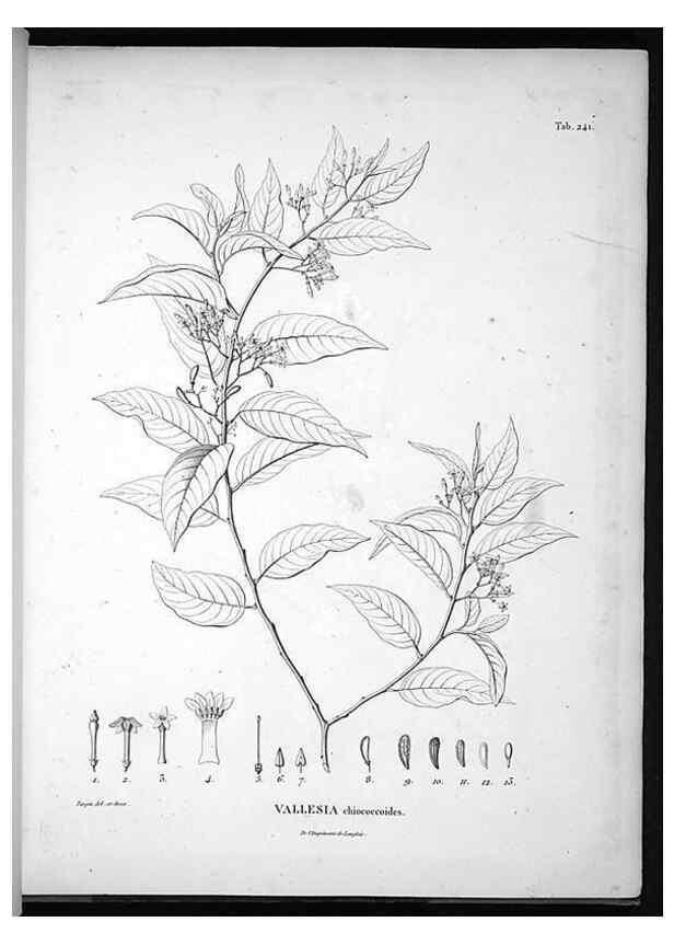 Reproducción/Reproduction 49556700682: Nova genera et species plantarum :. Antverpiae :Ex officina Christophori Plantini ...,1576.. 