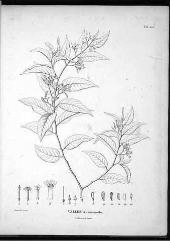 Reproducción/Reproduction 49556700682: Nova genera et species plantarum :. Antverpiae :Ex officina Christophori Plantini ...,1576.. 
