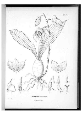 Reproducción/Reproduction 49556168378: Nova genera et species plantarum :. Antverpiae :Ex officina Christophori Plantini ...,1576.. 