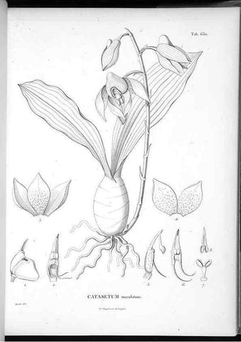Reproducción/Reproduction 49556168378: Nova genera et species plantarum :. Antverpiae :Ex officina Christophori Plantini ...,1576.. 