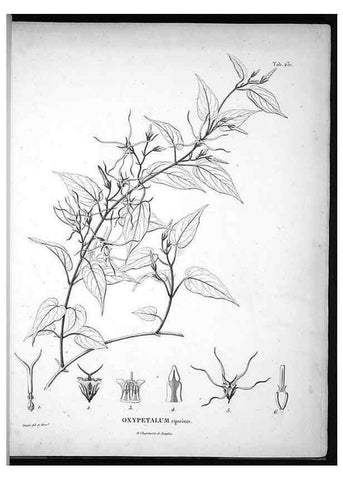 Reproducción/Reproduction 49555967098: Nova genera et species plantarum :. Antverpiae :Ex officina Christophori Plantini ...,1576.. 