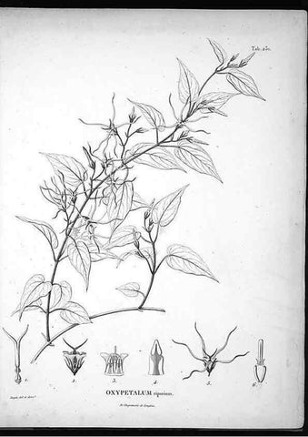 Reproducción/Reproduction 49555967098: Nova genera et species plantarum :. Antverpiae :Ex officina Christophori Plantini ...,1576.. 