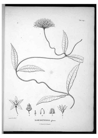Reproducción/Reproduction 49555966763: Nova genera et species plantarum :. Antverpiae :Ex officina Christophori Plantini ...,1576.. 