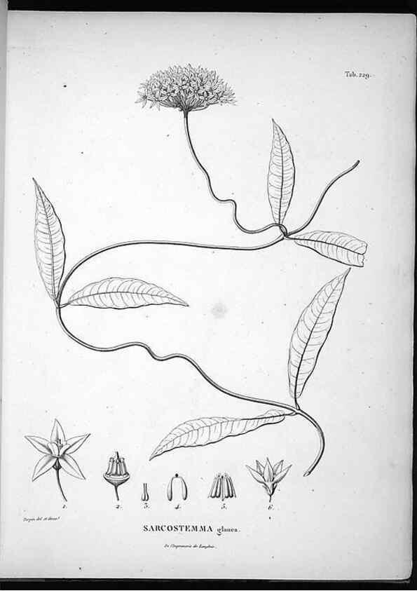 Reproducción/Reproduction 49555966763: Nova genera et species plantarum :. Antverpiae :Ex officina Christophori Plantini ...,1576.. 