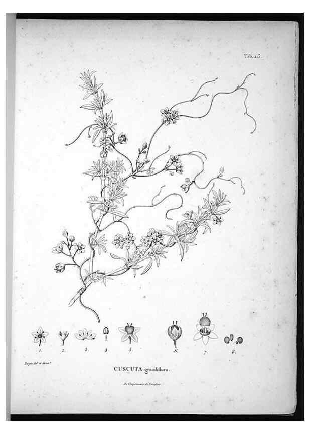 Reproducción/Reproduction 49556695477: Nova genera et species plantarum :. Antverpiae :Ex officina Christophori Plantini ...,1576.. 