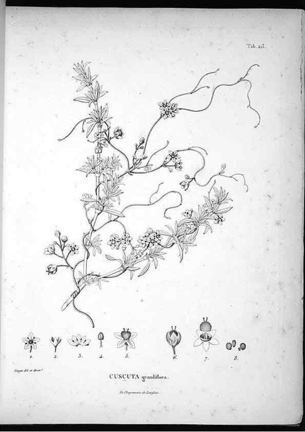 Reproducción/Reproduction 49556695477: Nova genera et species plantarum :. Antverpiae :Ex officina Christophori Plantini ...,1576.. 