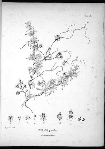 Reproducción/Reproduction 49556695477: Nova genera et species plantarum :. Antverpiae :Ex officina Christophori Plantini ...,1576.. 