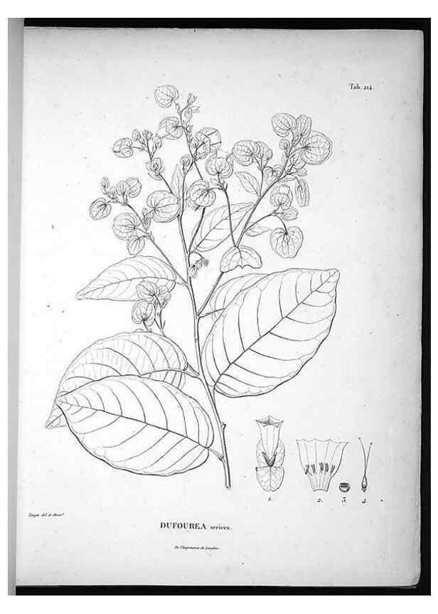 Reproducción/Reproduction 49556459096: Nova genera et species plantarum :. Antverpiae :Ex officina Christophori Plantini ...,1576.. 
