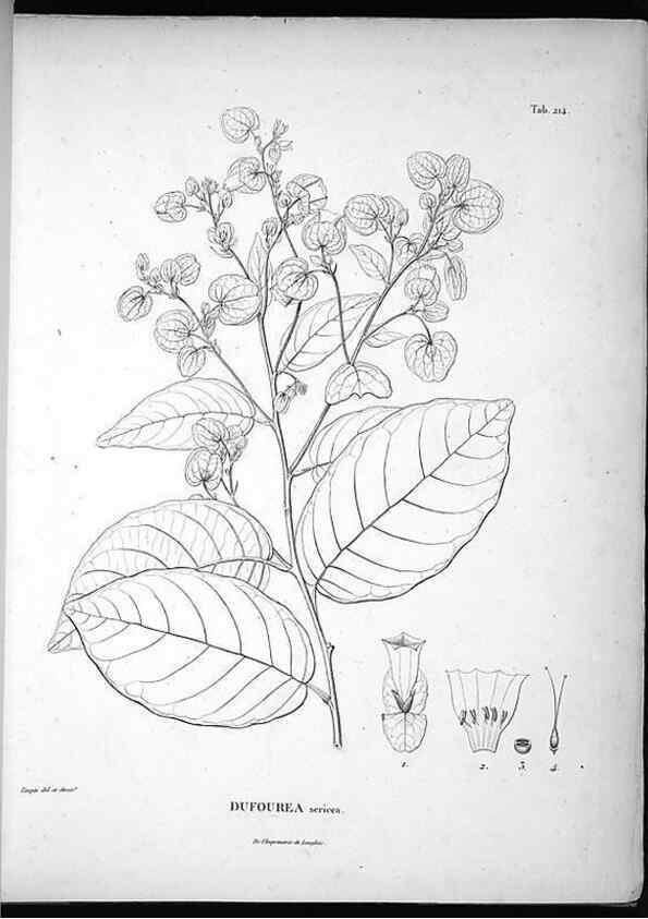 Reproducción/Reproduction 49556459096: Nova genera et species plantarum :. Antverpiae :Ex officina Christophori Plantini ...,1576.. 