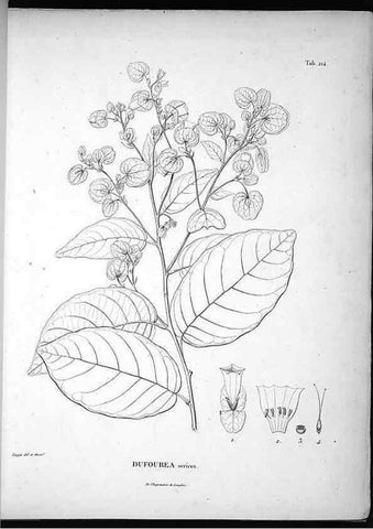 Reproducción/Reproduction 49556459096: Nova genera et species plantarum :. Antverpiae :Ex officina Christophori Plantini ...,1576.. 