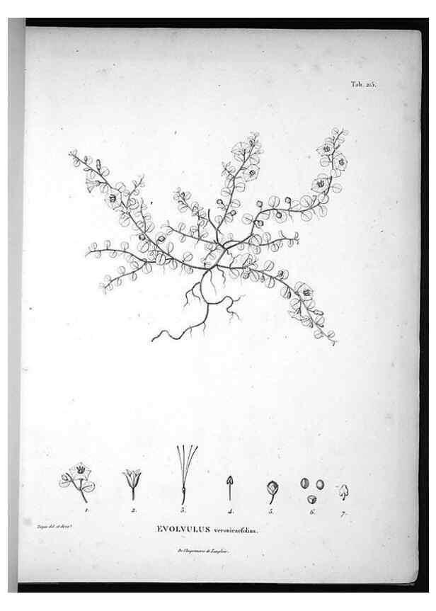 Reproducción/Reproduction 49555964253: Nova genera et species plantarum :. Antverpiae :Ex officina Christophori Plantini ...,1576.. 