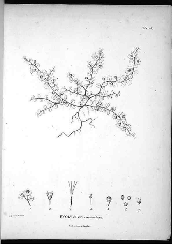 Reproducción/Reproduction 49555964253: Nova genera et species plantarum :. Antverpiae :Ex officina Christophori Plantini ...,1576.. 